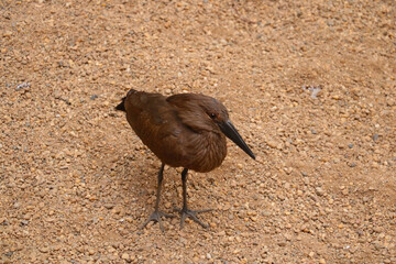 Beautiful dark brown bird close-up on the sand.