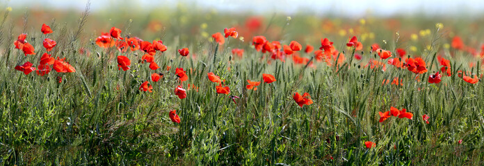 Fototapeta premium A panoramic shot of a wild poppy blooming field with great detail of flowers and stems. An unusual angle and bright colors attract