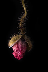 dried red poppy on a black background