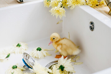 duckling bathing in sink in the kitchen of a country house, summer vibes concept