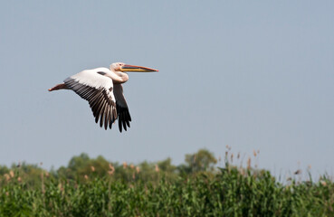 Roze Pelikaan, Great White Pelican, Pelecanus onocrotalus