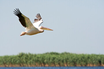 Roze Pelikaan, Great White Pelican, Pelecanus onocrotalus