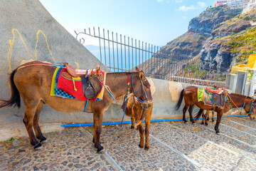 Greece Santorini island in Cyclades, Donkeys waiting for tourists for a ride under fyra