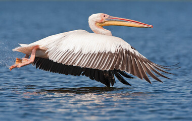 Roze Pelikaan, Great White Pelican, Pelecanus onocrotalus © AGAMI