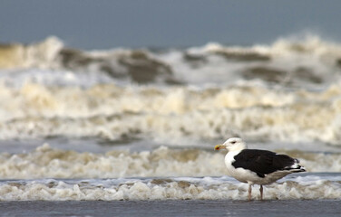 Grote Mantelmeeuw, Great Black-backed Gull, Larus marinus