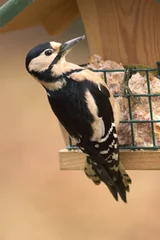 Foto op Aluminium Great Spotted Woodpecker, Grote Bonte Specht, Dendrocopos major © AGAMI