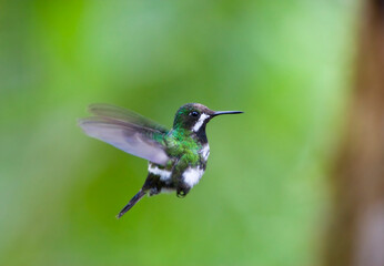 Groene Draadkolibrie, Green Thorntail, Discosura conversii