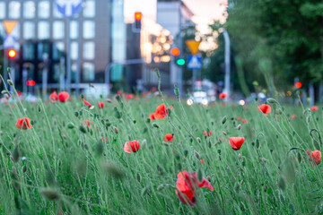 Ecology in the city. Wild flowers against the crowded city background. Street lights in the...