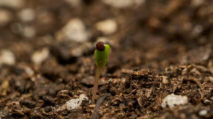 Details of seed blooming in ground