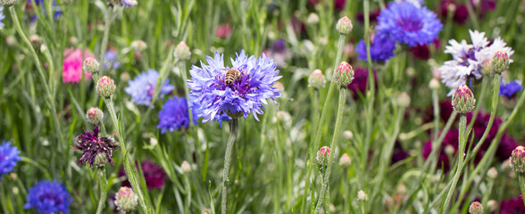 A honey bee collects nectar, pollen from a cornflower flower, long banner.