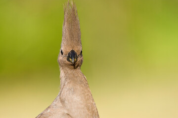 Vale Toerako, Grey Go-Away-Bird, Corythaixoides concolor