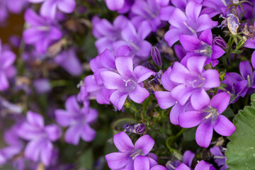 Un bouquet de fleurs mauves