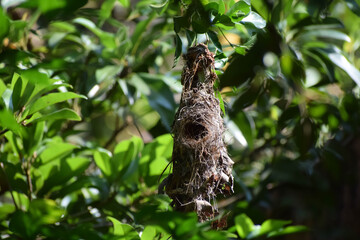 Nest of sparrow. Location: Kerala, India Date 21-10-2019.
