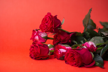 bouquet of flowers from red roses on a red background