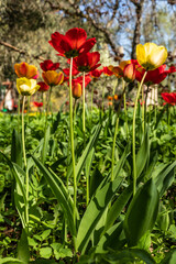 Low angle vertical photo of colorful fringed tulips. Red, orange, yellow fringed tulips are growing wild in garden. Fringed tulips blossoming in remote countryside garden.