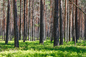 Background pine forest with green lush blueberry grass. Focus in foreground, blurred background.