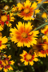Fleurs de gaillarde épanouies