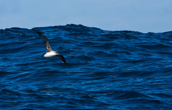 Bruine Stormvogel, Grey Petrel, Procellaria cinerea