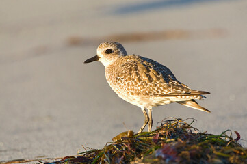 Zilverplevier, Grey Plover, Pluvialis squatarola