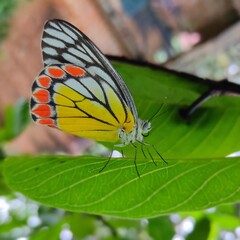 butterfly on a leaves. Butterfly, Delias eucharis. common Jezebel