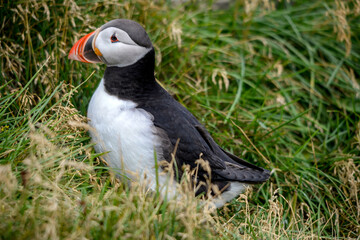The Atlantic puffin, also known as the common puffin
