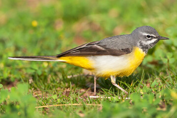 Grote Gele Kwikstaart, Grey Wagtail, Motacilla cinerea