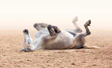 A white horse lying down on the sand. Yoga, meditation, relaxation, obedience. Equestrian Sport....