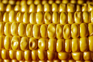 corn grains close up. Yellow ripe corn