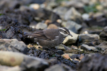 Grijsflankwipstaart, Grey-flanked Cinclode, Cinclodes oustaleti