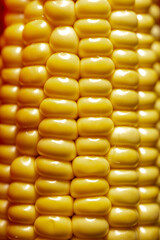 background of ripe yellow corn kernels close-up