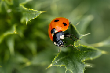 Ladybug on a green leaf of a thistle