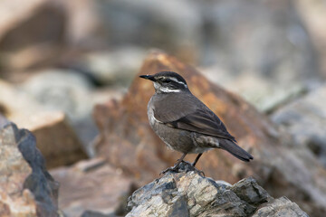 Grijsflankwipstaart, Grey-flanked Cinclode, Cinclodes oustaleti