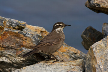 Grijsflankwipstaart, Grey-flanked Cinclode, Cinclodes oustaleti