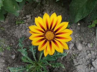 yellow sunflower in the garden
