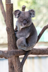 木の上でくつろぐコアラ