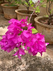 attractive pink bougainville with white tiny flowers