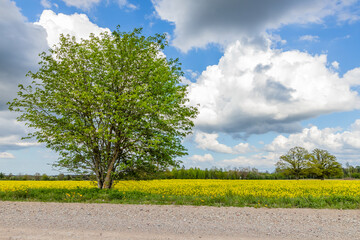 Low angle view of big dogberry tree between gravel road and yellow rapeseed field, at background...