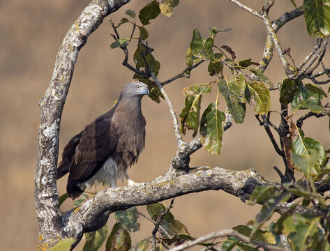 Grote Rivierarend, Grey-headed Fish-eagle, Icthyophaga ichthyaetus