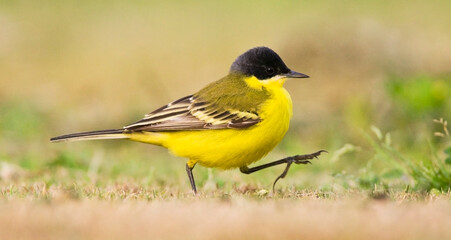 Noordse Gele Kwikstaart; Grey-headed Wagtail; Motacilla thunbergi