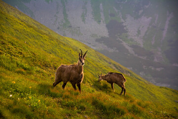 góry © RASSUMSEN