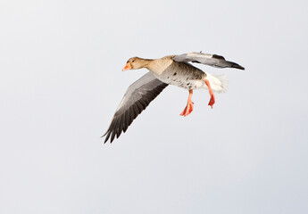 Grauwe Gans, Grey-lag Goose, Anser anser