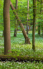 Bärlauchblüte im Nationalpark Hainich, Thüringen
