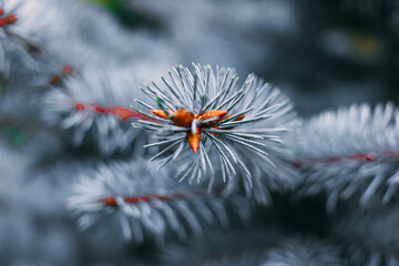 Blue European Fir tree close up. Fir tree branches nature background. Selective focus image.