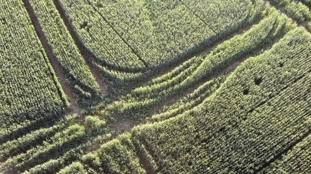 Luftaufnahme mit Drohne von Reifenspuren im Getreidefeld