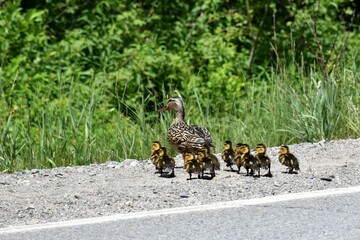 A mother duck with these little ones