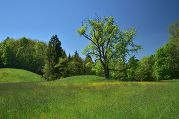 Ein alter Ahornbaum auf einer blühenden Wiese