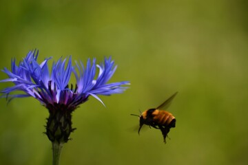 A bumblebee and a mountain knapweed flower
