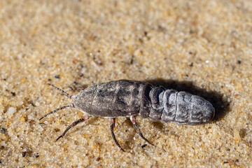 Female Bird of Paradise Fly