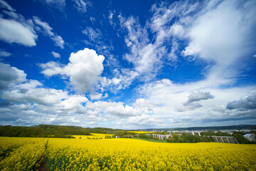 Fototapeta na wymiar Panorama of agricultural rapeseed field with clouds. Canola is an oil crop for fuel production.