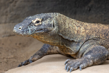 Komodo Dragon monitor lizard in captivity